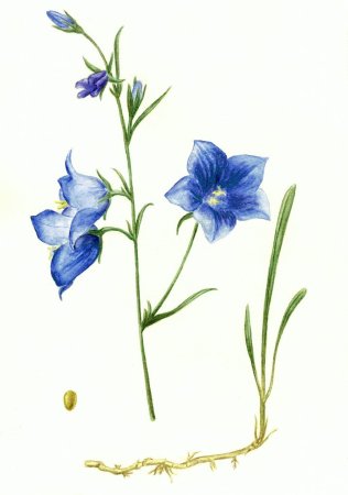 Рисование колокольчик в старшей группе