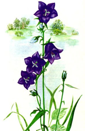 Раскраска колокольчик цветок