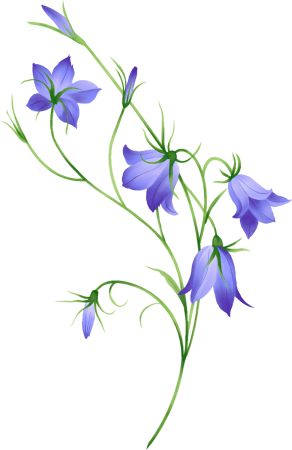 Колокольчик цветок вектор