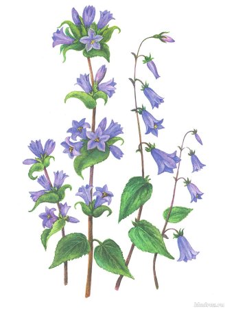 Колокольчик карандашом