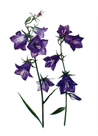 Колокольчик широколистный рисунок