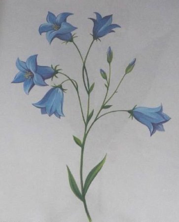 Колокольчик персиколистный Лесной рисунок