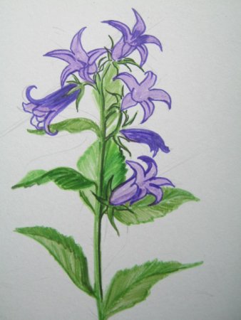 Колокольчик цветок рисунок для детей