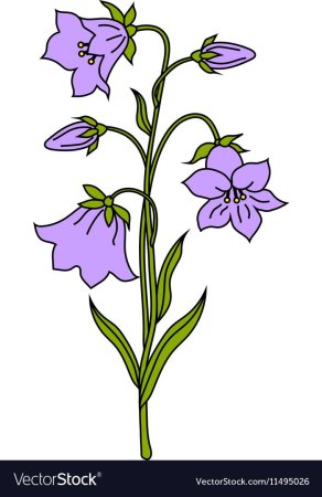 Колокольчик полевой вектор