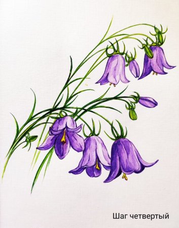 Колокольчик цветок карандашом
