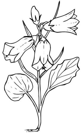 Колокольчик цветок раскраска для детей