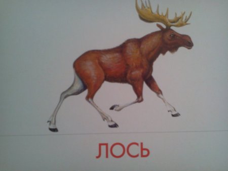 Детям о Лосе детском саду-