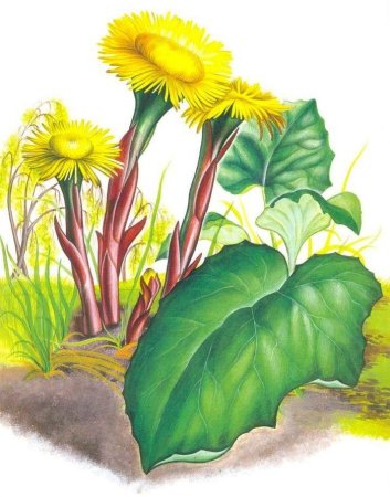 Мать и мачеха лопух