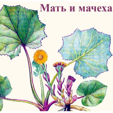 Мать и мачеха для раскрашивания