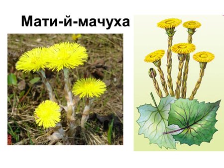 Мать и мачеха раскраска