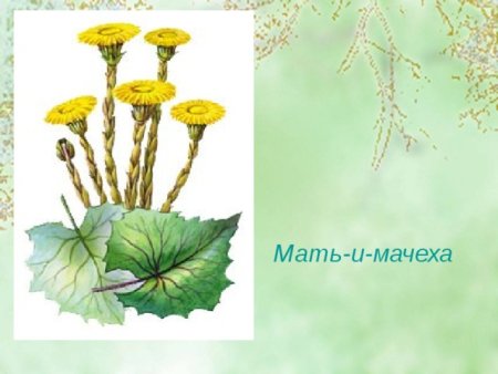 Мать-и-мачеха обыкновенная листья