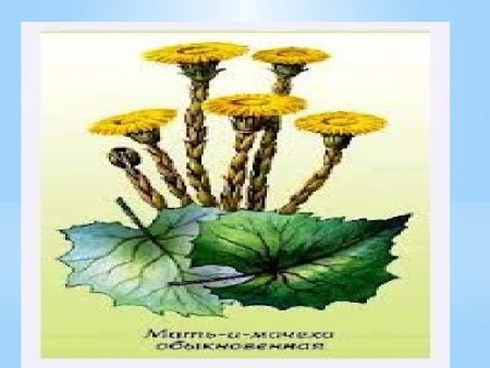 Tussilago Farfara гербарий