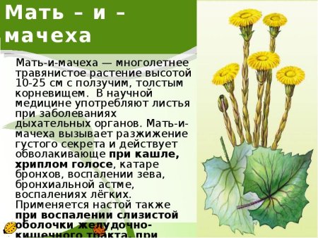 Демонстрационный материал цветы
