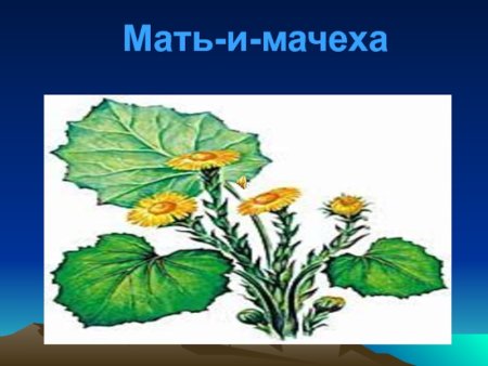 Мать-и-мачеха карточки для детей