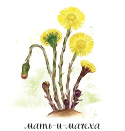 Мать и мачеха ЛРС