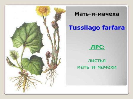 Мать и мачеха части растения