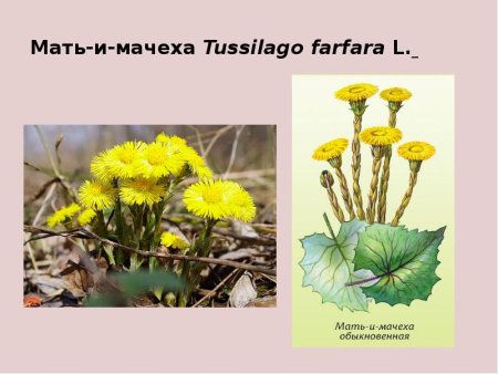 Корневище мать и мачехи