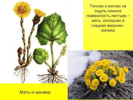 Карточка мать и мачеха