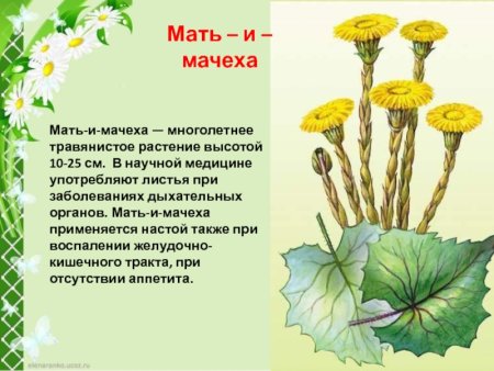 Корневище мать и мачехи