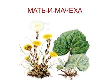 Мать и мачеха раскраска