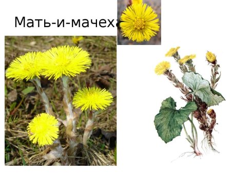 Мать и мачеха строение
