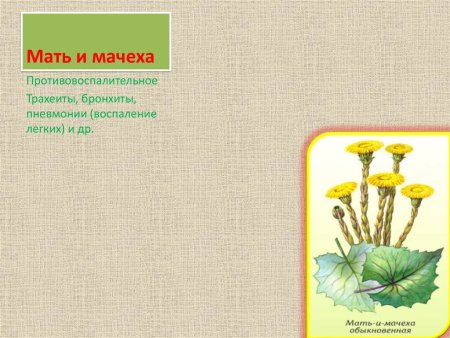 Мать-и-мачеха листья