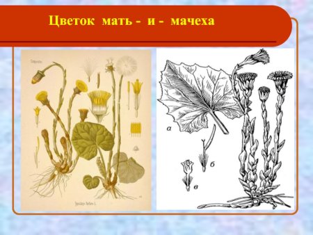 Раскраска одуванчик цветок