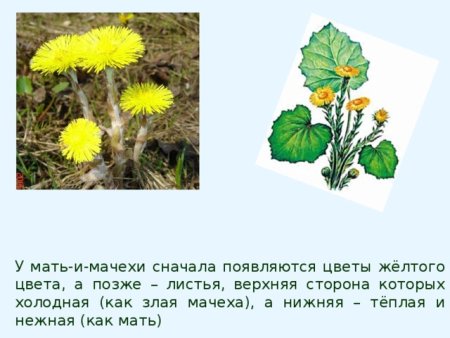 Мать и мачеха раскраска