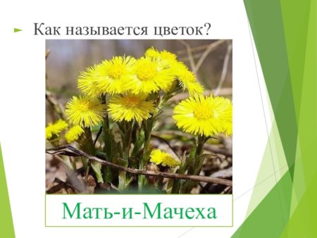 Мать и мачеха лекарственное растение