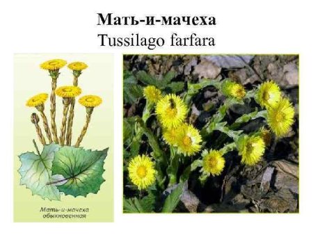 Мать и мачеха растение рисунок