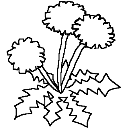 Tussilago Farfara Ботаническая иллюстрация