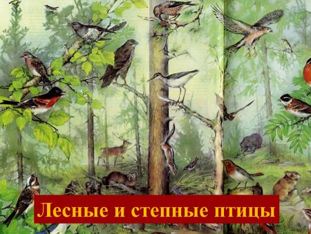 Широколиственный лес биоценоз
