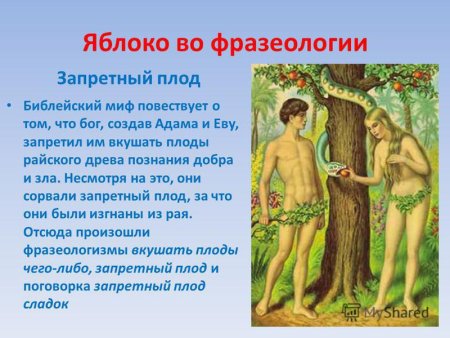 Запретный плод адам и ева