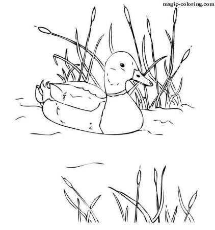 Рисунок к сказке белая уточка