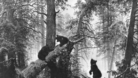 Панно утро в Сосновом лесу