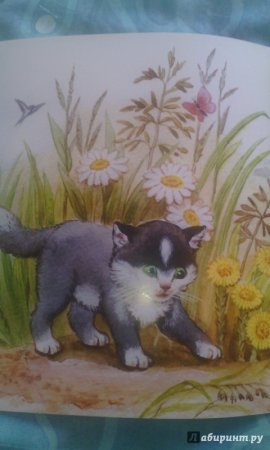 Лев толстой котенок
