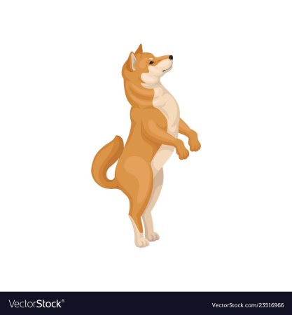 Shiba на задних лапах