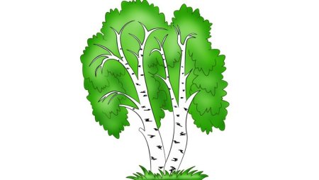 Береза для дошкольников