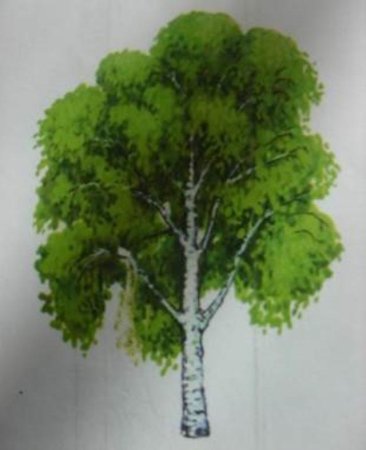 Дерево береза в садик