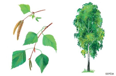 Лиственные деревья береза