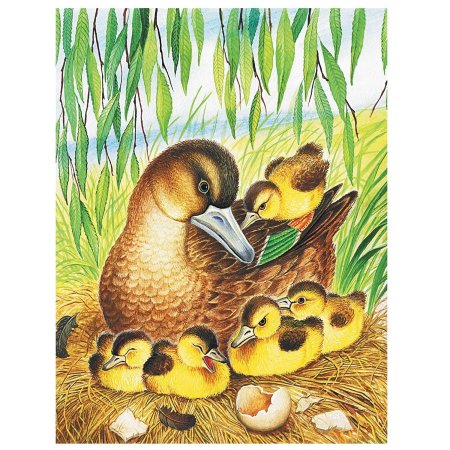 Утка с утятами раскраска для детей