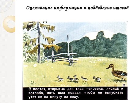 Рисунок к рассказу ребята и утята пришвин