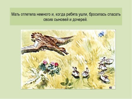 Рисунок к рассказу ребята и утята