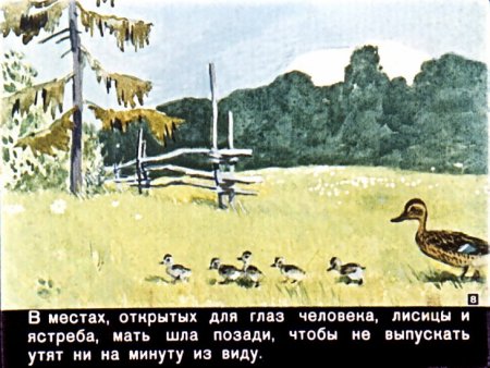 М пришвин ребята и утята