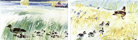 Рисунок уточка с утятами идут