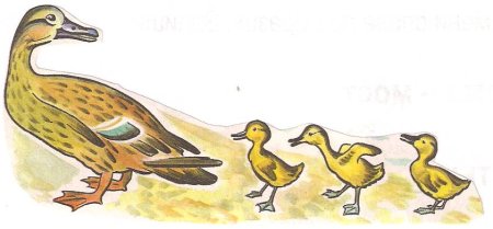 Раскраска. Гадкий утенок