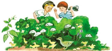 Михаил пришвин рассказ ребята и утята