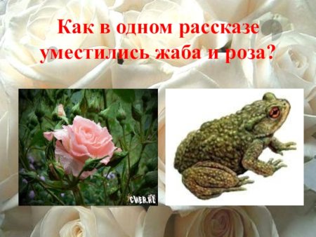 Иллюстрация к сказке о жабе и Розе