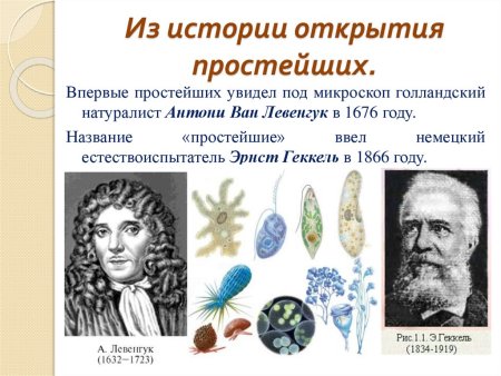 Клавдий Гален вклад