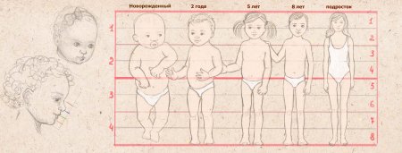 Схема пропорций тела ребенка